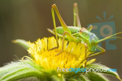 Great Green Bush-cricket (tettigonia Viridissima) Stock Photo