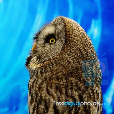 Great Grey Owl Stock Photo