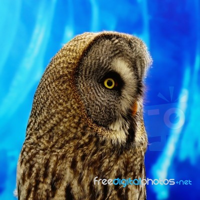 Great Grey Owl Stock Photo