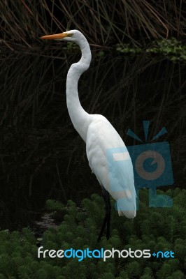 Great Heron In Shore Plants Stock Photo