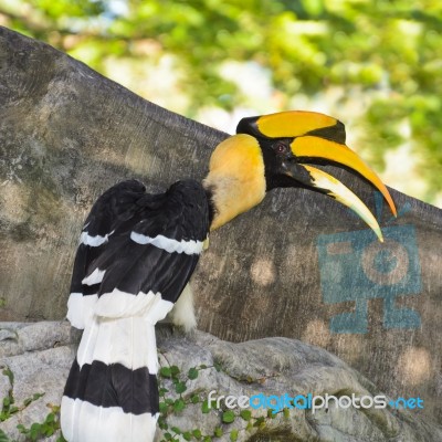 Great Hornbill Or Buceros Bicornis Large Birds In Thailan Stock Photo