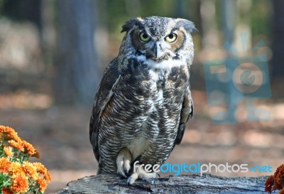 Great Horned Owl Stock Photo