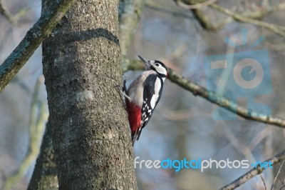 Great Spotted Woodpecker Stock Photo