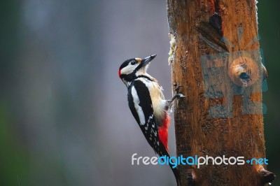 Great Spotted Woodpecker In A Rainy Spring Forest Stock Photo