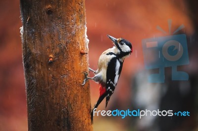 Great Spotted Woodpecker In A Rainy Spring Forest Stock Photo