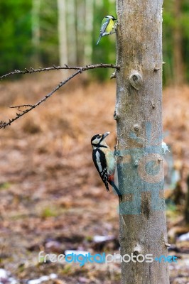 Great Spotted Woodpecker In A Spring Forest Stock Photo