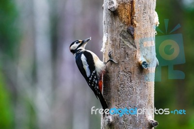 Great Spotted Woodpecker In A Spring Forest Stock Photo