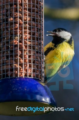 Great Tit On Feeder Stock Photo