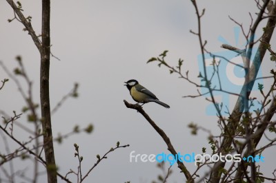 Great Tit Singing Stock Photo