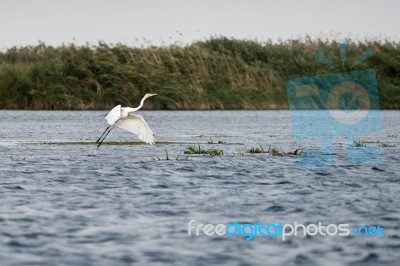 Great White Egret (egretta Alba) In The Danube Delta, Romania Stock Photo