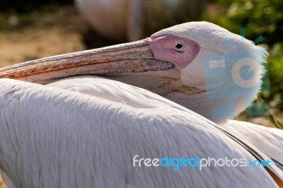 Great White Pelican (pelecanus Onocrotalus) Stock Photo