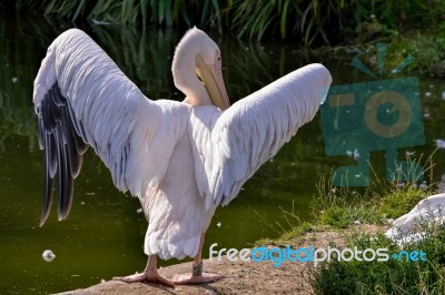 Great White Pelican (pelecanus Onocrotalus) Stock Photo