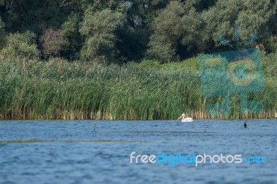 Great White Pelican (pelecanus Onocrotalus) In The Danube Delta Stock Photo