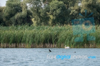 Great White Pelican (pelecanus Onocrotalus) In The Danube Delta Stock Photo