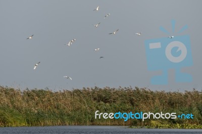 Great White Pelicans (pelecanus Onocrotalus) Flying Over The Dan… Stock Photo