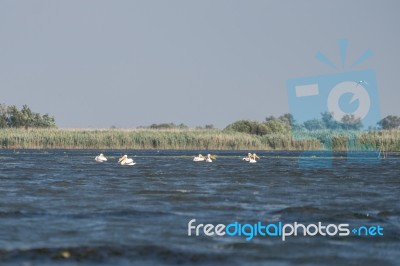 Great White Pelicans (pelecanus Onocrotalus) In The Danube Delta… Stock Photo