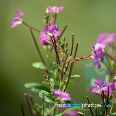 Great Willowherb (epilobium Hirsutum) Stock Photo