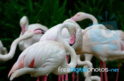 Greater Flamingo Stock Photo