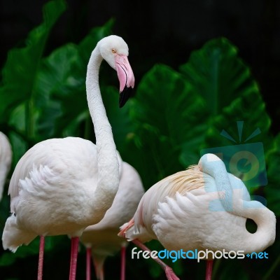 Greater Flamingo Stock Photo