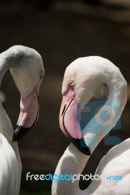 Greater Flamingo Stock Photo