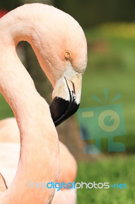 Greater Flamingo Closeup Of Eye And Beak Stock Photo