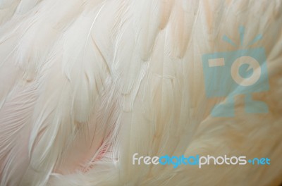 Greater Flamingo Feathers Stock Photo