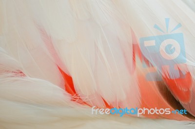 Greater Flamingo Feathers Stock Photo