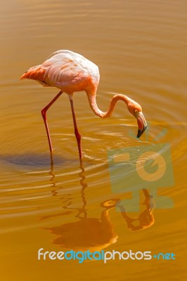 Greater Flamingo In The Water At Galapagos Islands Stock Photo