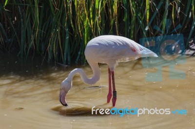 Greater Flamingo (phoenicopterus Roseus) Stock Photo