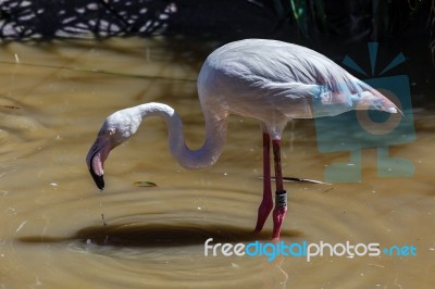 Greater Flamingo (phoenicopterus Roseus) Stock Photo