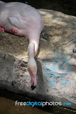 Greater Flamingo (phoenicopterus Roseus) At The Bioparc Fuengiro… Stock Photo