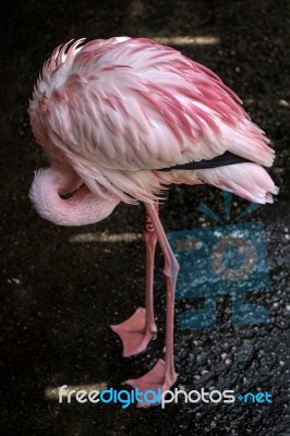 Greater Flamingo (phoenicopterus Roseus) At The Bioparc Fuengiro… Stock Photo