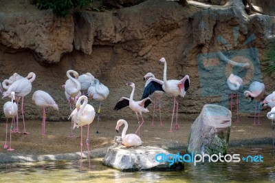 Greater Flamingos (phoenicopterus Roseus) At The Bioparc Fuengir… Stock Photo