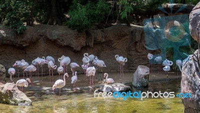 Greater Flamingos (phoenicopterus Roseus) At The Bioparc Fuengir… Stock Photo