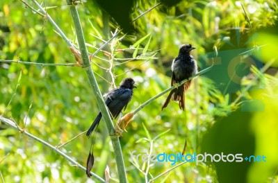 Greater Racket-tailed Drongo (dicrurus Paradiseus ) Stock Photo