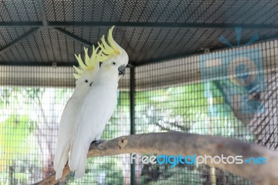 Greater Sulphur Crest Cockatoo Stock Photo