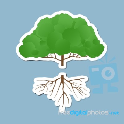 Gree Tree With Root Stock Image