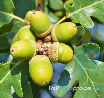 Green Acorns Stock Photo