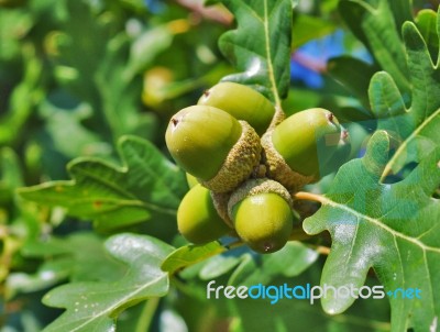 Green Acorns Stock Photo