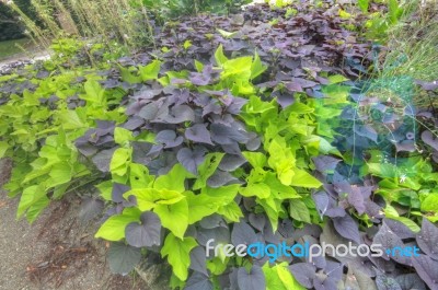 Green And Grey Leaves Stock Photo