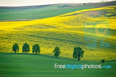 Green And Yellow Spring Hills. Colza Fields In Czech Moravia Stock Photo