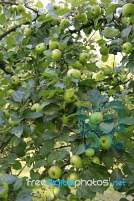 Green Apples Stock Photo