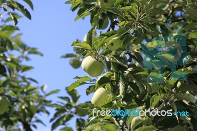 Green Apples Stock Photo