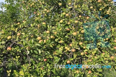 Green Apples On Tree Stock Photo