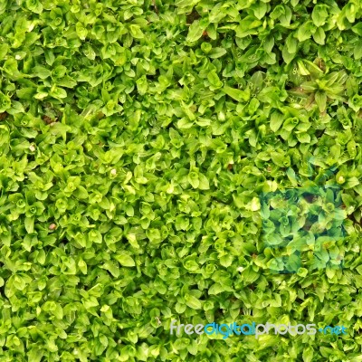 Green Background Stock Photo