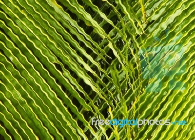 Green Background Made Of Pattern With Palm Tree Leaves Stock Photo