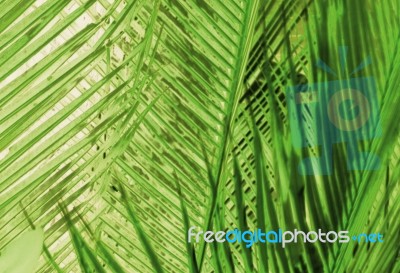 Green Background Made Of Pattern With Palm Tree Leaves Stock Image