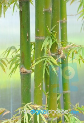 Green Bamboo Stock Photo