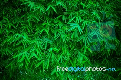 Green Bamboo Leaves Stock Photo