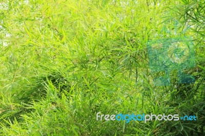 Green Bamboo Leaves Background Stock Photo